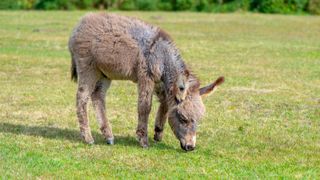 Most unusual pets - Miniature Donkey