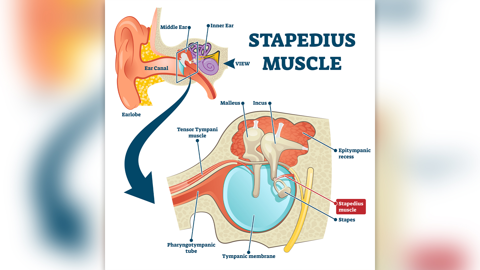 A labeled diagram showing the location of the middle ear, then enlarged to show where the stapes connects to the stapes within the middle ear