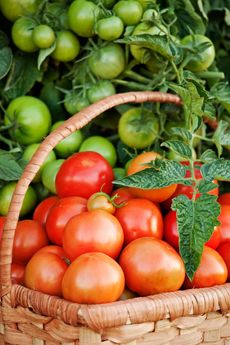 Wicker basket of ripe red fresh tomatoes