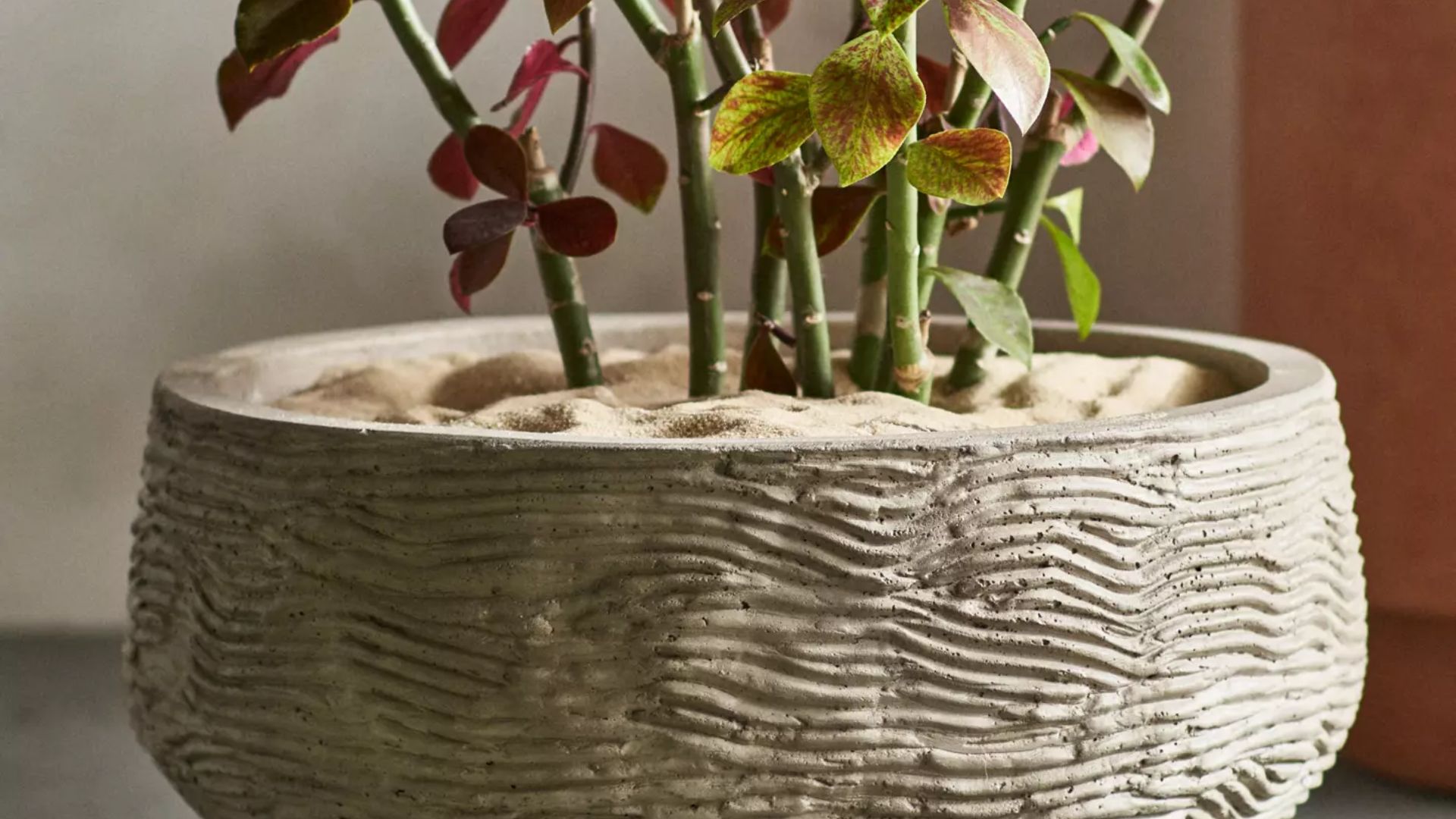 A close-up of a wavy concrete bowl planter from Terrain Anthropologie with a houseplant and sand soil cover