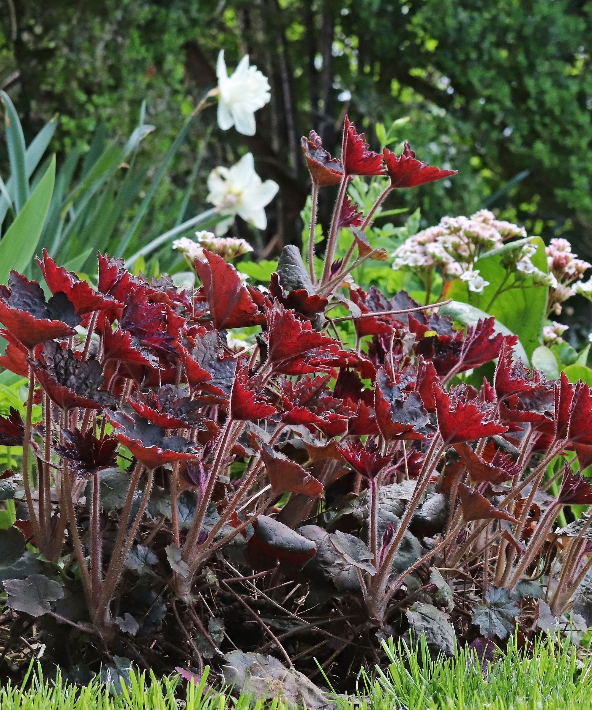 Heuchera (coral bells) and daffodils planted together in a garden bed