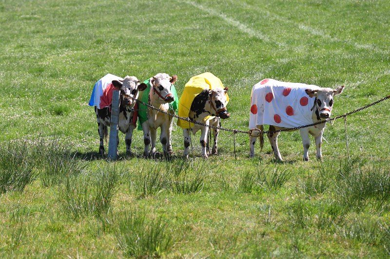 Just some cows watching the race go by