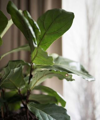 fiddle leaf fig plant