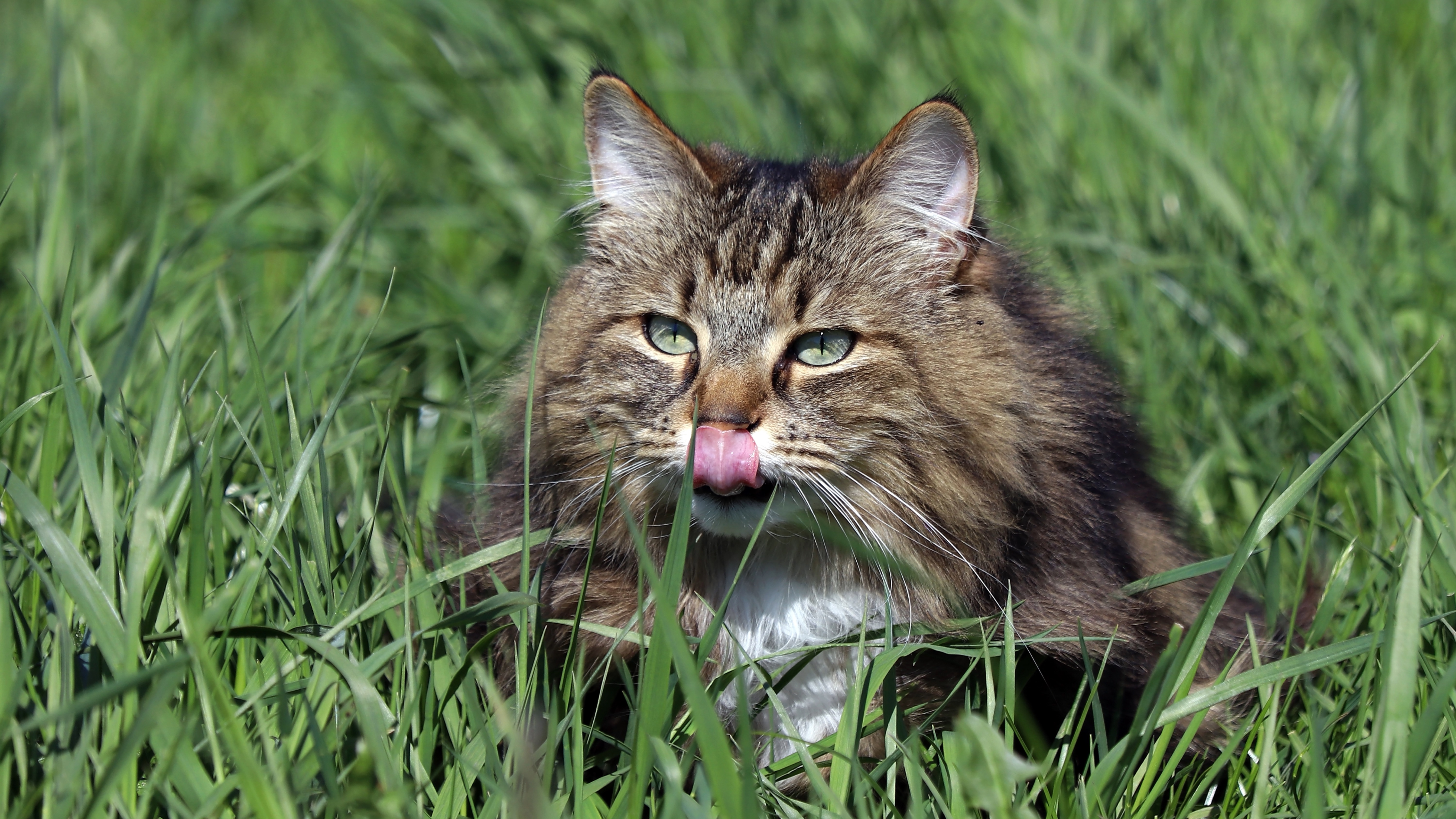 Norwegian forest cat