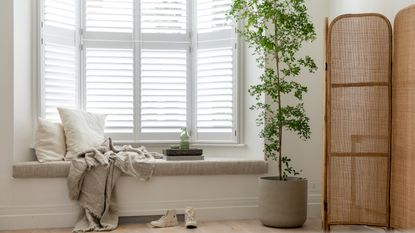 Black olive tree in white room 