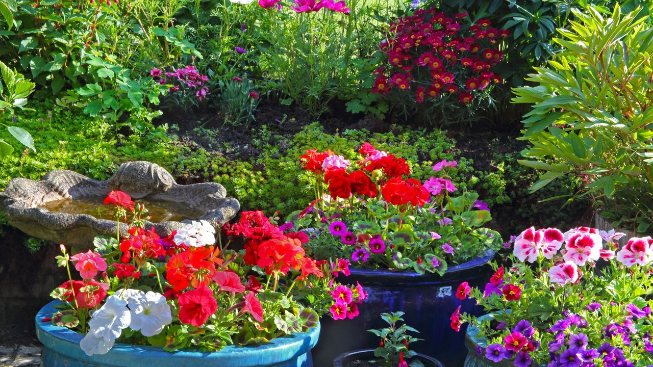 Close-up of part of a colourful English domestic garden with patio pots full of flowers, geraniums, petunias and calli, flower border with cosmos flowers and argyranthemums (Marguerite daisies) and birdbath, Haslemere, Surrey England, UK.