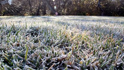 lawn covered in frost in winter