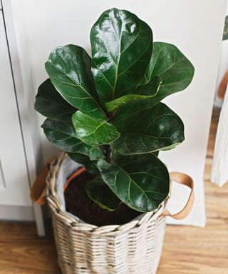 fiddle leaf fig in container indoors showing glossy leaves