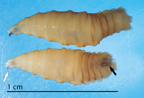 Close ups of a worm and a fly