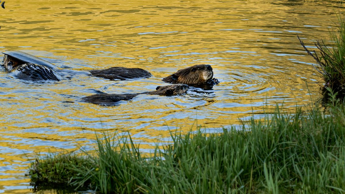 As global warming intensifies droughts, floods and wildfires around the world, scientists in western United States are turning to beavers to help reve
