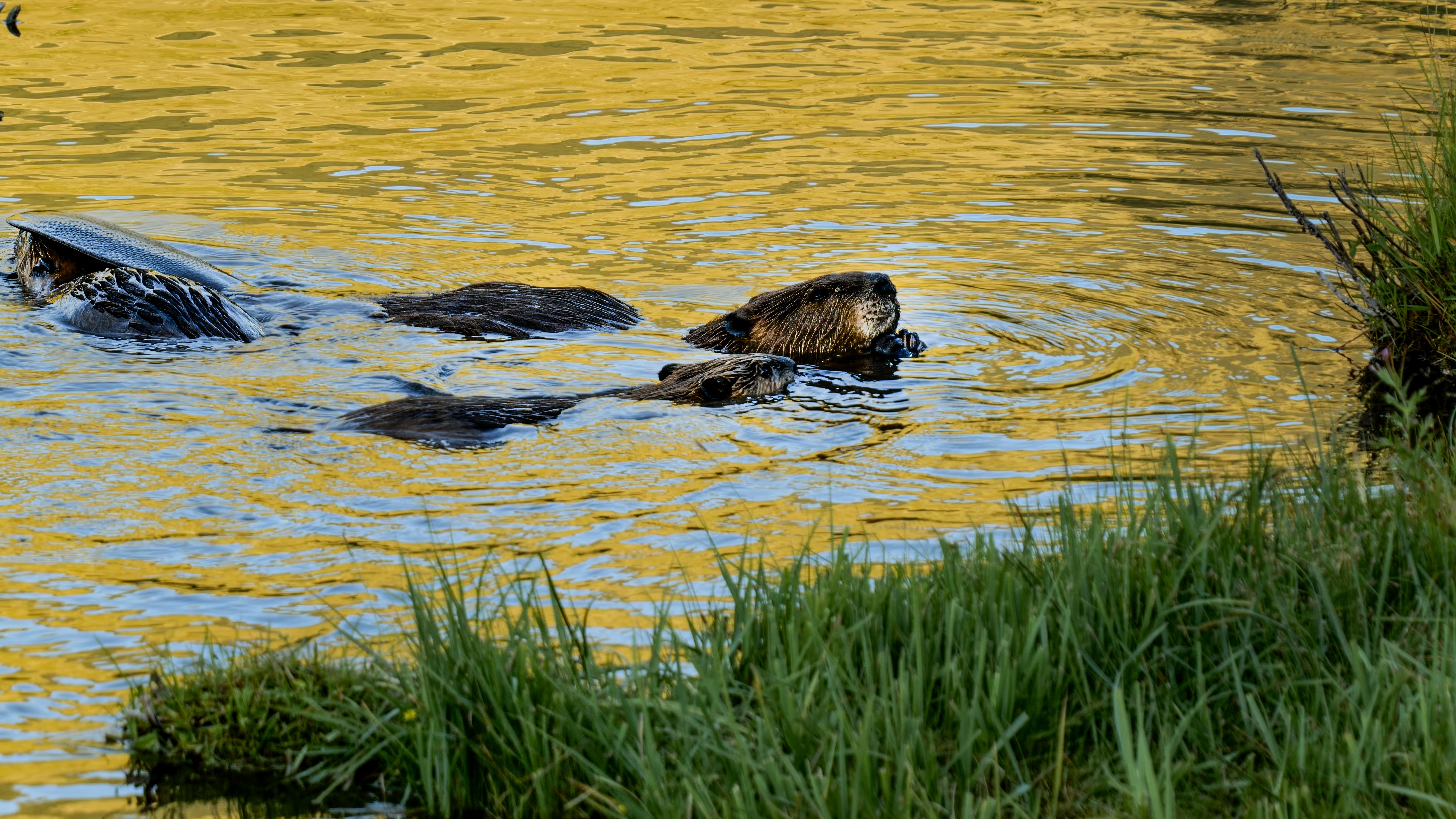 Beavers are helping fight climate change, satellite data shows