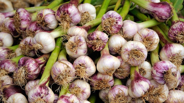 100Pcs Garlic Plant Seeds 10 Kinds Alliaceae Onion Vegetables Herb Garden Health
