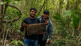 Two indigenous Mayan men hold a tray of endangered bees in the forest
