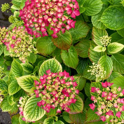 hydrangea shrub with chlorotic leaves and bright pink flowers