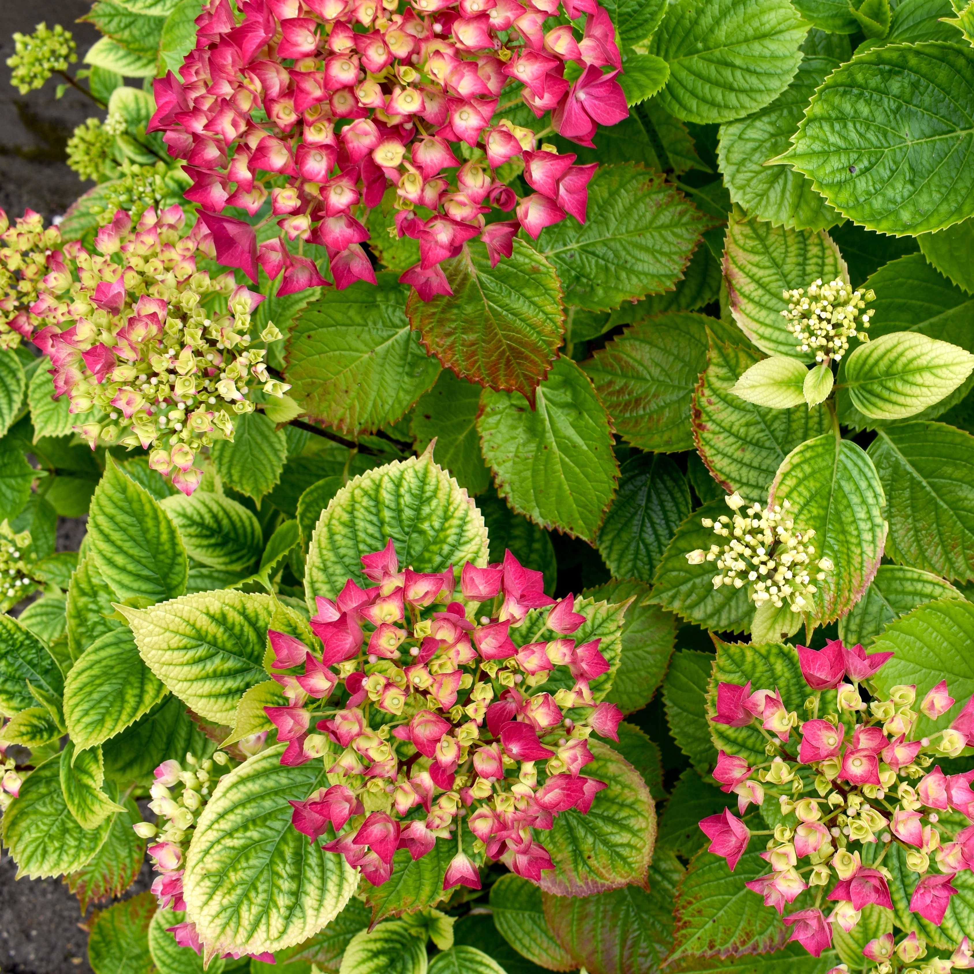 hydrangea shrub with chlorotic leaves and bright pink flowers