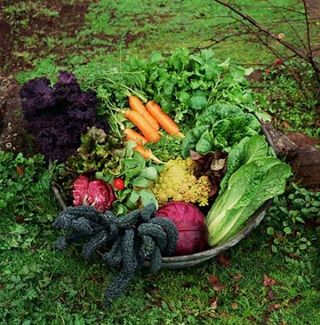 organic veg gardening