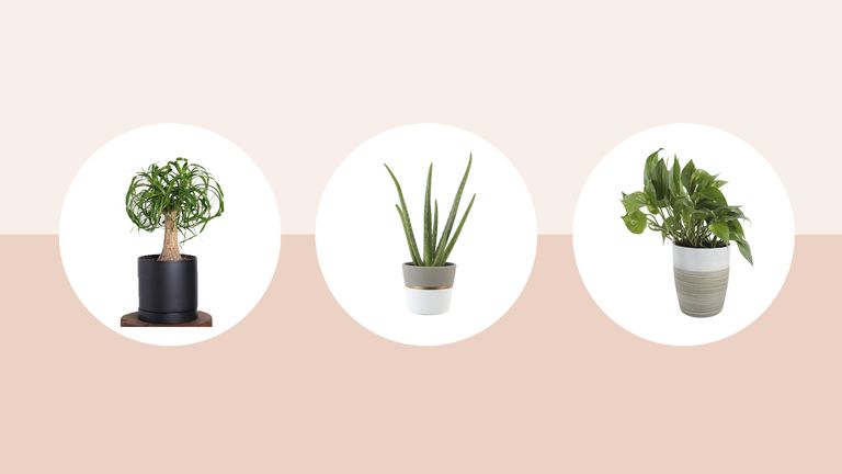 Best indoor plants: Image of different houseplants on pink background