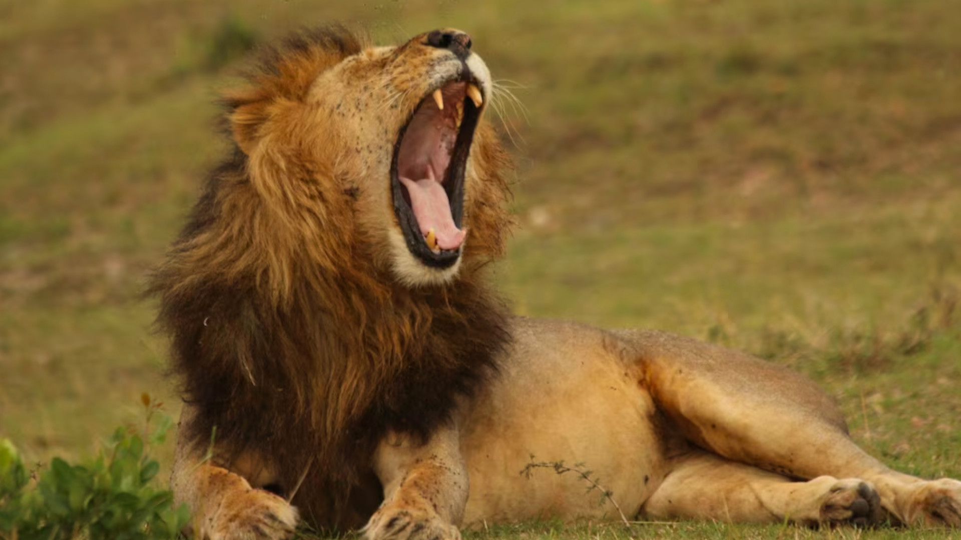 A lion in a still from the nature docuseries "Lion" on Nat Geo