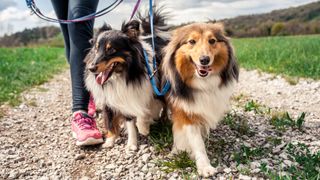 Two Shetland Sheepdogs being taken for a walk in the country