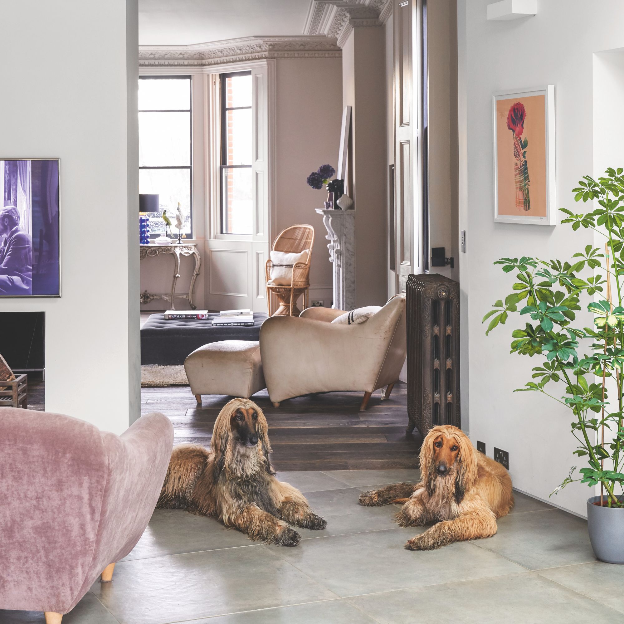 two dogs laying on living room floor