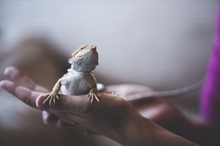 Choose the right family pet: Reptiles