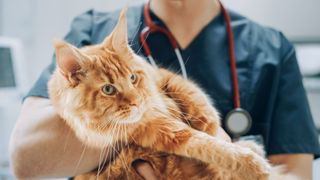 a vet holds a large, orange cat