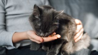 Kitten eating from owner's hand