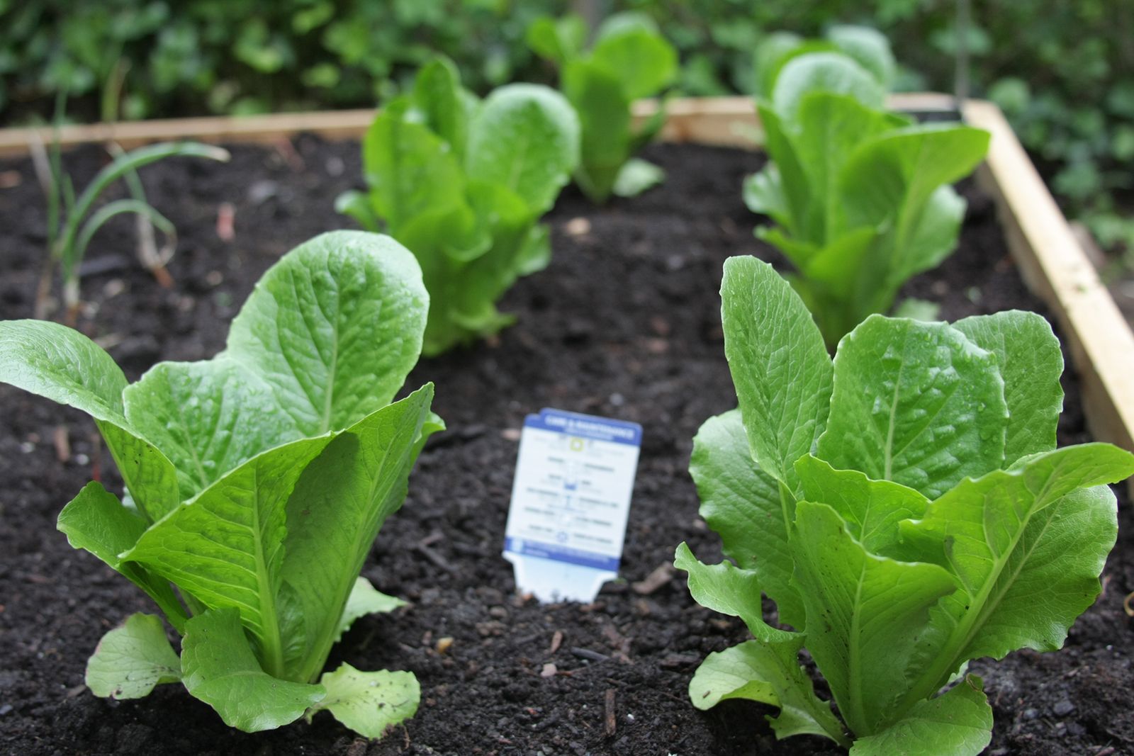 How to grow spinach indoors or outdoors for healthy leaves Homes