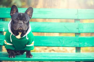 French bulldog in green jacket on green bench