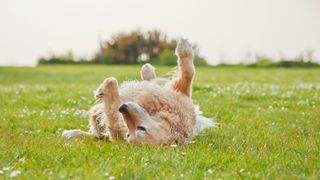 Dog rolling around in grass