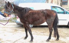 RSPCA-Fleur-image.jpg