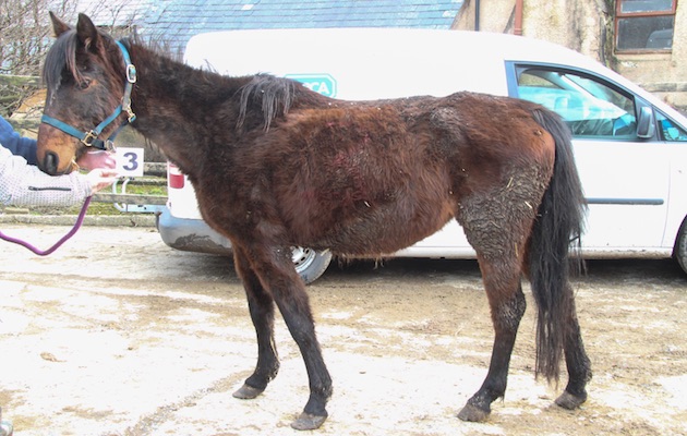 RSPCA-Fleur-image.jpg