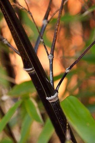 Black plants: Phyllostachys Nigra