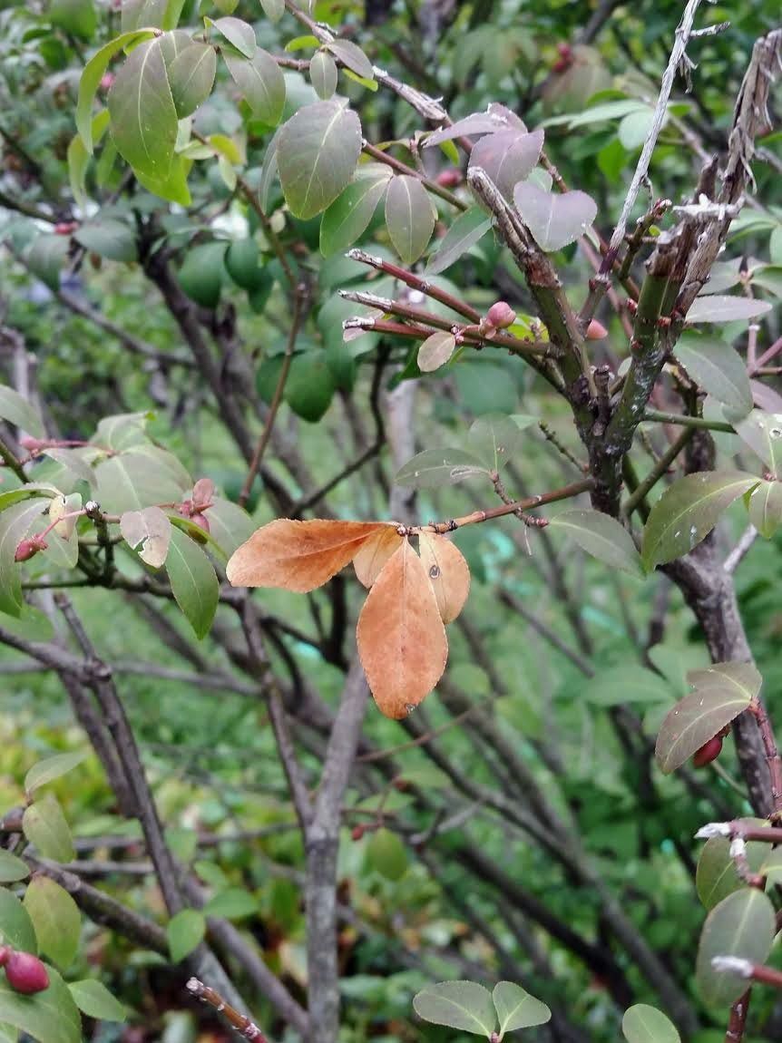 Burning Bush Turning Brown