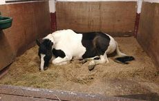 do horses sleep standing up? Hi Aimi, Here are some pics for the Oct 19 vet on sleep deprivation, from Kieran O'Brien. You might have a better horse asleep pic for main image. The feature is almost ready, just finishing it off. There's also an extra pic coming tonight of the case study. Many thanks A