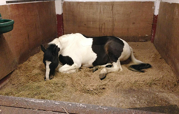 do horses sleep standing up? Hi Aimi, Here are some pics for the Oct 19 vet on sleep deprivation, from Kieran O'Brien. You might have a better horse asleep pic for main image. The feature is almost ready, just finishing it off. There's also an extra pic coming tonight of the case study. Many thanks A