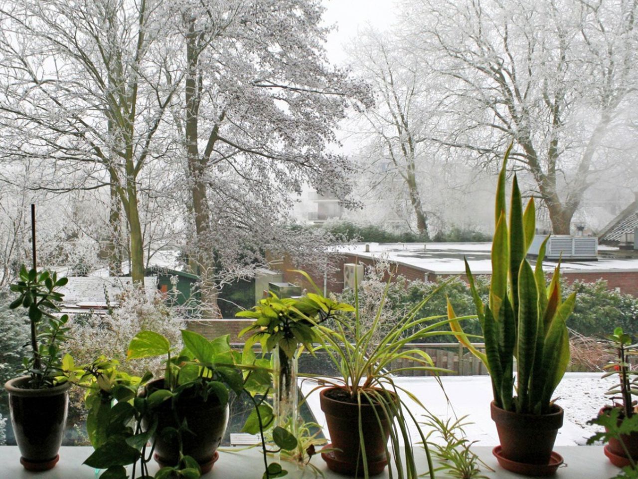 Houseplants With A Wintery Background