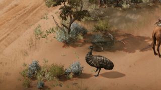 An emu in the outback