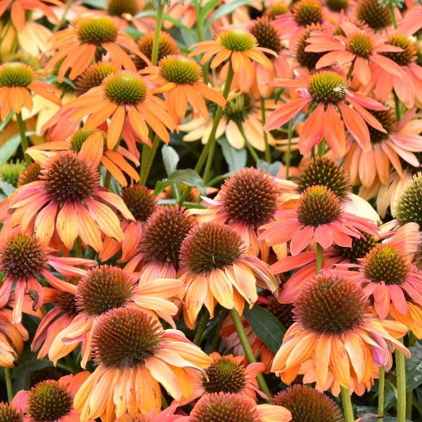 Artisan&amp;trade; Soft Orange Coneflower