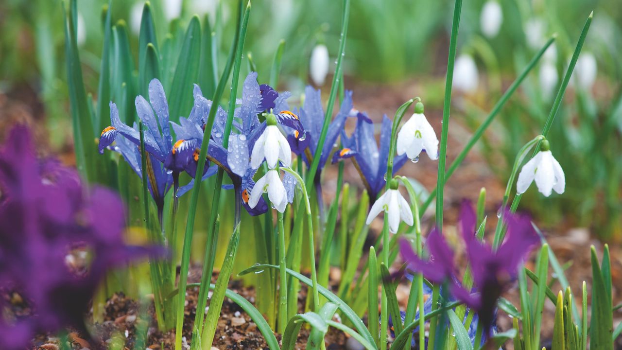 White snowdrop flowers and blue crocus flowers in garden