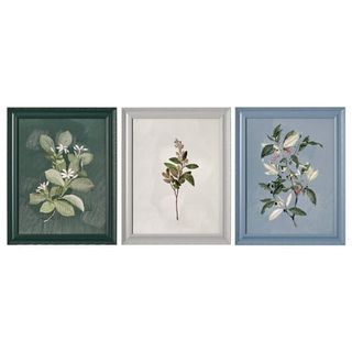 Beautiful by Drew Framed Vintage Botanical Color Block Set of 3