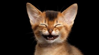 Cat that looks like it’s laughing at a funny joke