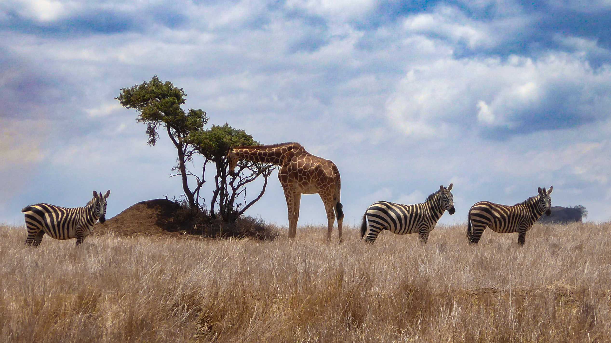 GuruShots - Travel Tales 2025