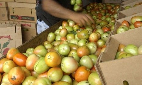 A migrant farmer sorts tomatoes from a previous Georgian harvest