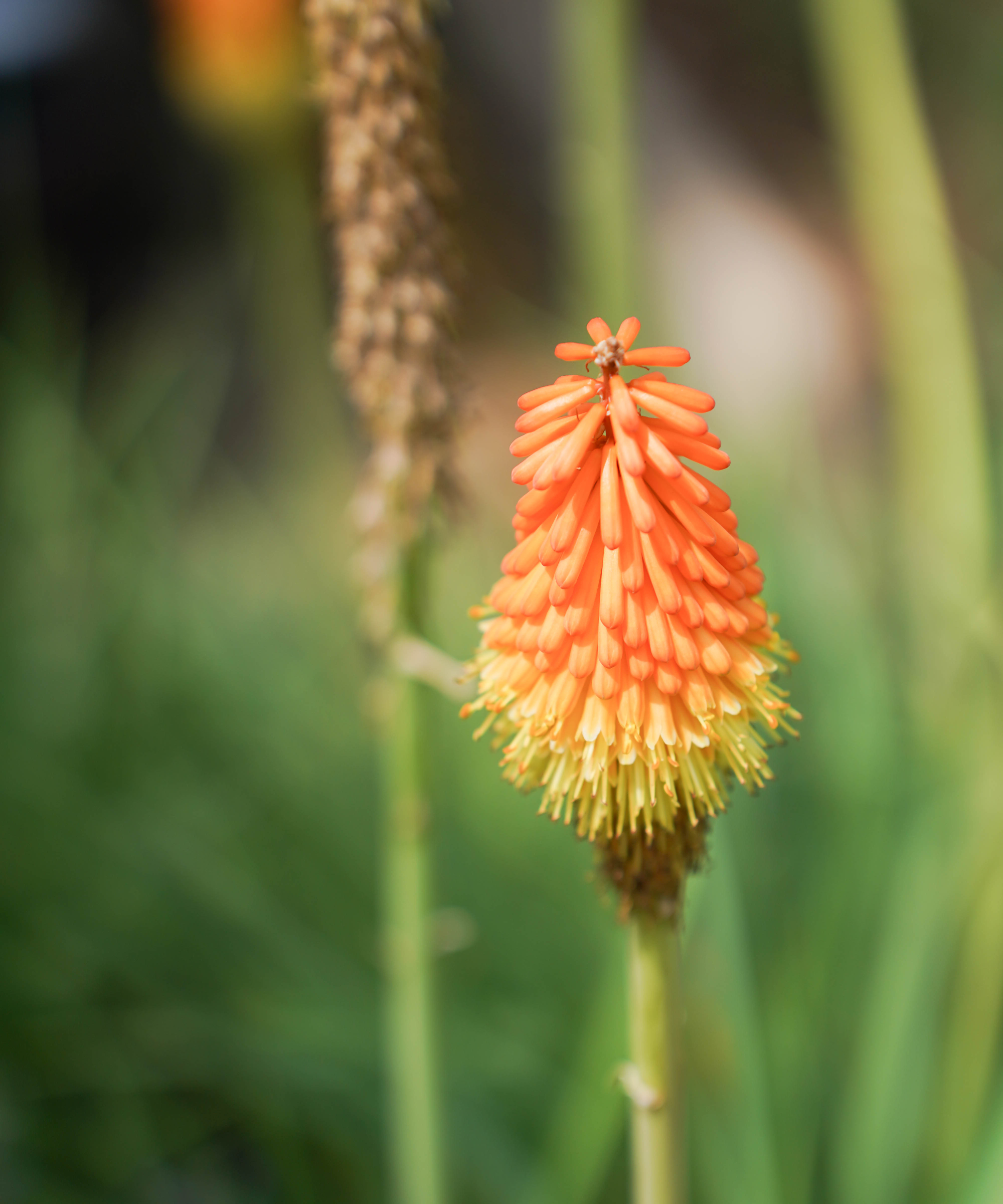 red hot poker