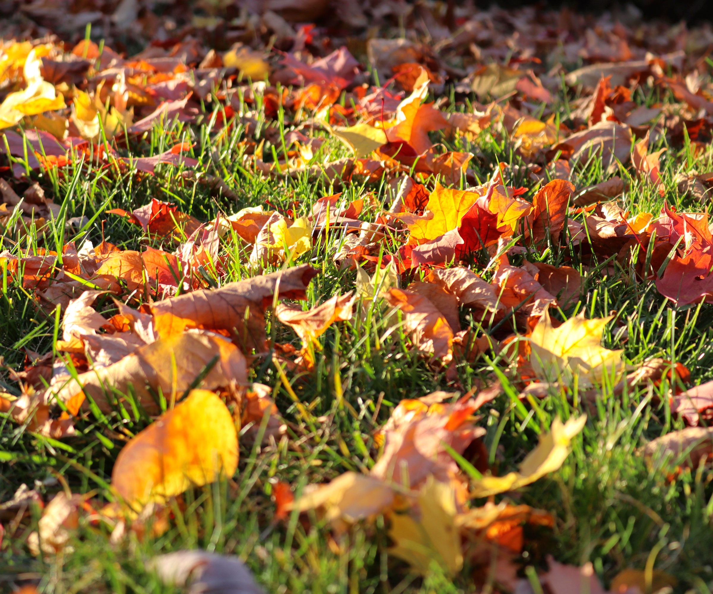 crispy autumn leaves on grass