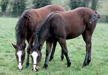 TWIN-FOALS.jpg