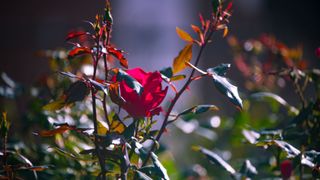 picture of rose bush with one flower