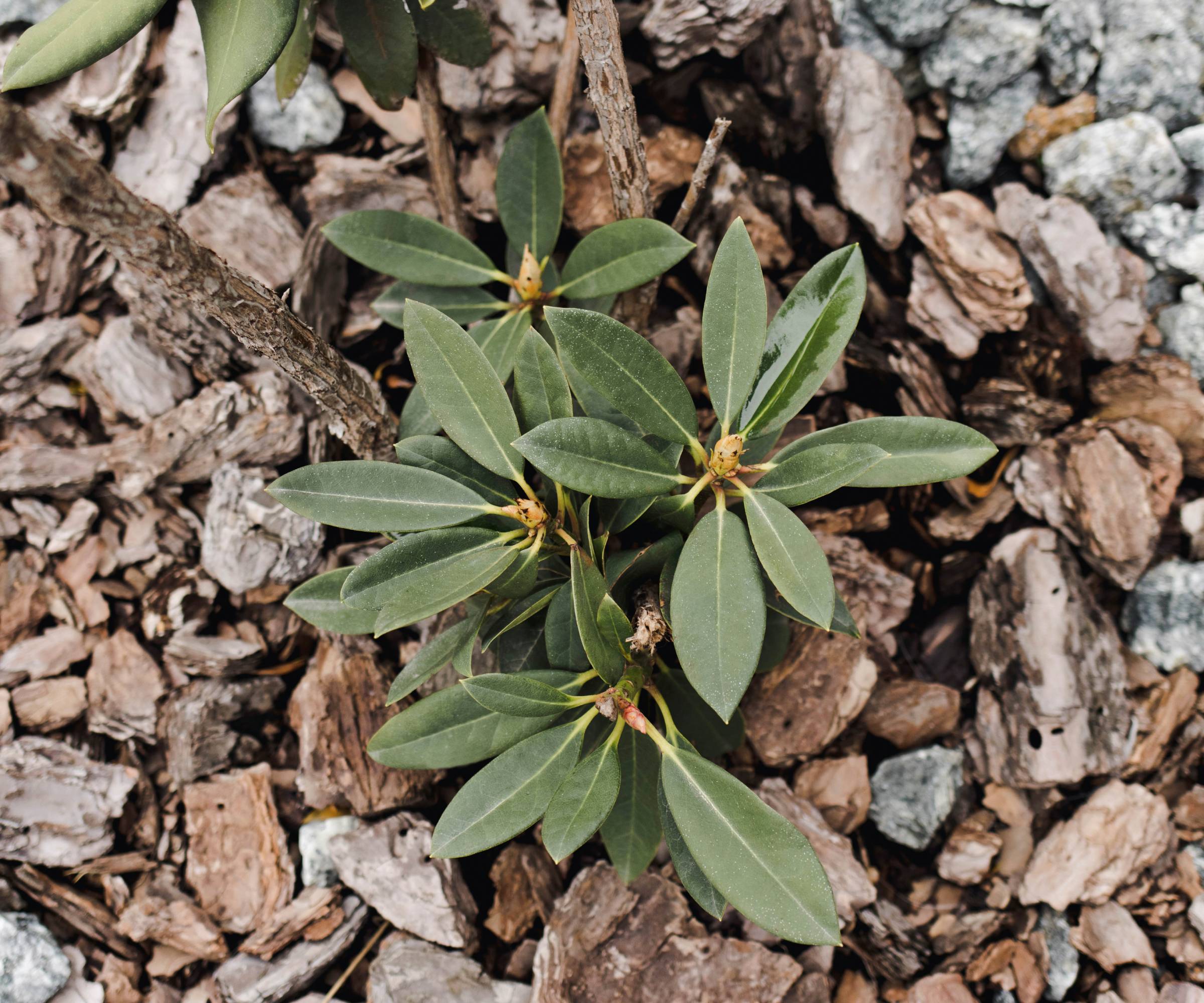 Rhododendron leaves sprouting from the ground