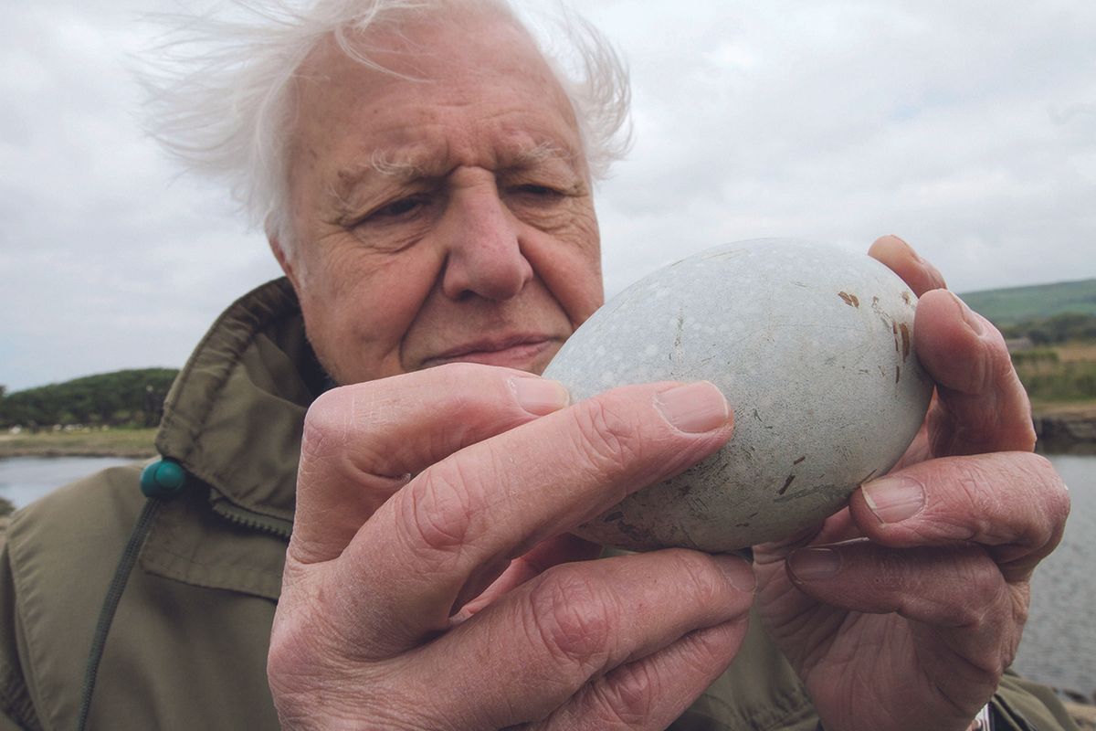 So familiar yet so remarkable, the bird’s egg is strong enough to bear the load of a parent sitting on it and fragile enough to enable a weak chick to break out.